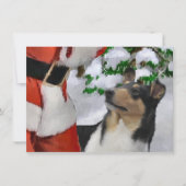 Tri Smooth Collie und Weihnachtskarte (Vorderseite)