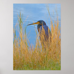 Tribfarbener Heron am See Poster