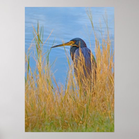 Tribfarbener Heron am See Poster (Vorne)