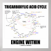 Tricarbonsäurezyklus-Motor innerhalb des Krebs-Zyk Poster (Vorne)