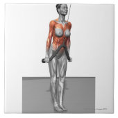 Triceps drücken Abstiege Fliese (Vorderseite)