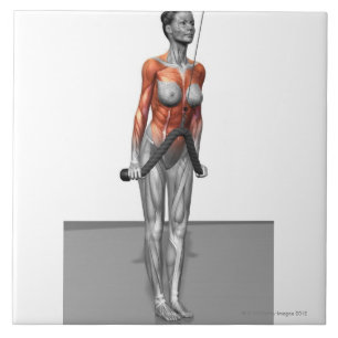 Triceps drücken Abstiege Fliese