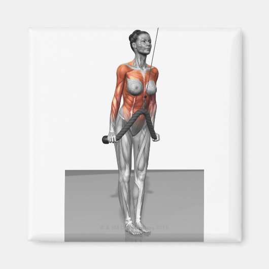 Triceps Push Down Magnet (Vorne)