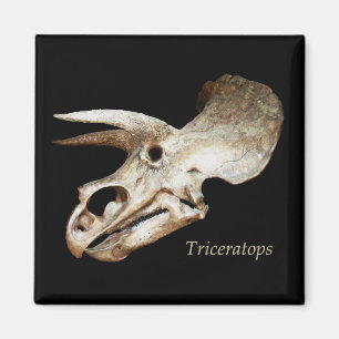 Triceratops-Schädel-Magnet Magnet