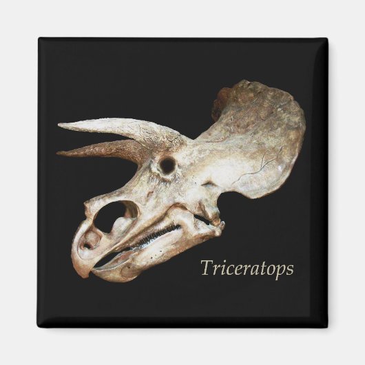 Triceratops Skull Magnet (Vorne)