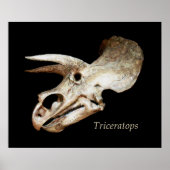 Triceratops Skull Poster (Vorne)