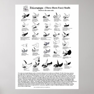 Triceratops skulls poster