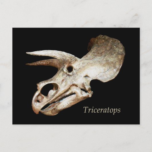 Tricerops Skull Postcard Postkarte (Vorderseite)