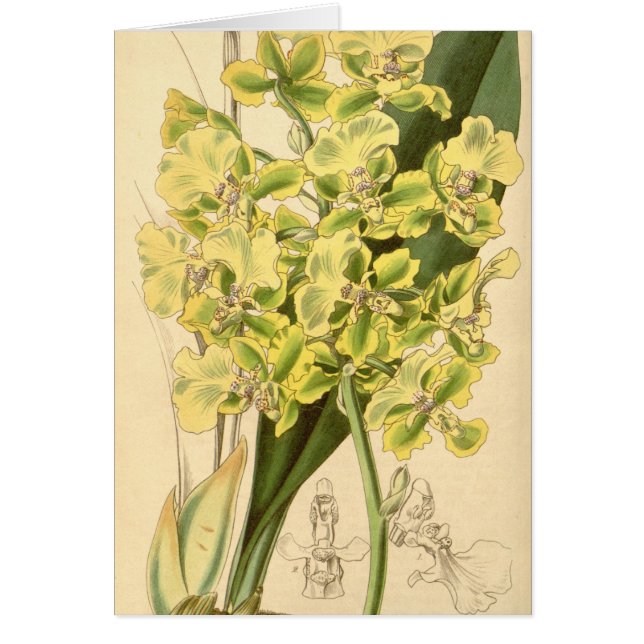 Trichocentrum bicallosum (als Oncidium bicallosum) (Vorne)