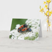 Trichodes apiarius karte (Gelbe Blume)