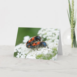 Trichodes apiarius karte