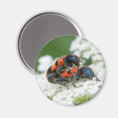 Trichodes apiarius magnet (Vorderseite/Rückseite)