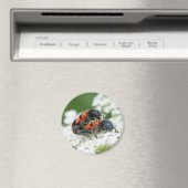 Trichodes apiarius magnet (In Situ (Geschirrspüler))