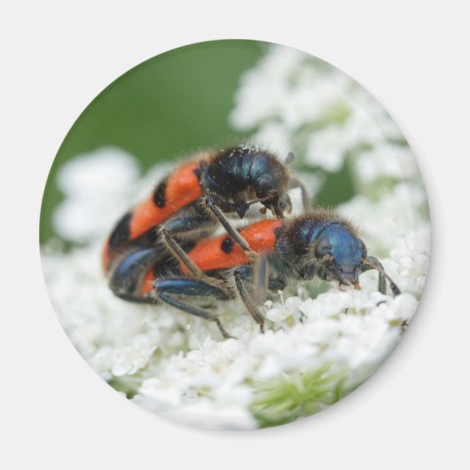 Trichodes apiarius magnet (Vorne)