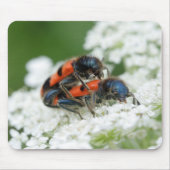 Trichodes apiarius mousepad (Vorne)