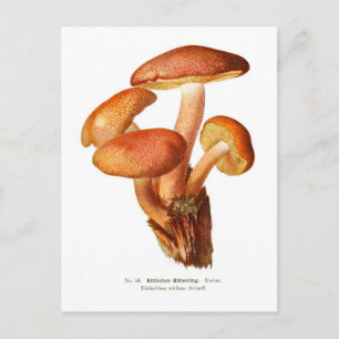 Tricholoma rutilans postkarte