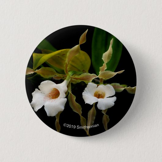 Trichopilia Tortilis Button (Vorderseite)