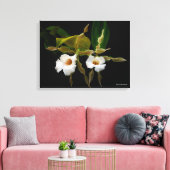 Trichopilia Tortilis Leinwanddruck (Insitu (Wohnzimmer))