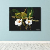 Trichopilia Tortilis Leinwanddruck (Insitu (Holzboden))