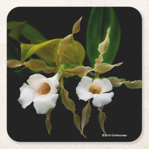 Trichopilia Tortilis Rechteckiger Pappuntersetzer