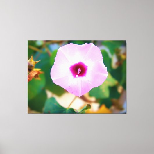 Trichterwinde in Rosa Leinwanddruck (Vorderseite)