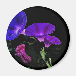 Trichterwinden-Blumen-Magnet Magnet