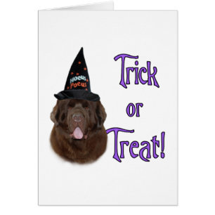 Trick für Neufundland (braun)