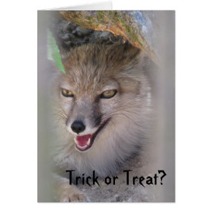 Trick oder Leckerei?