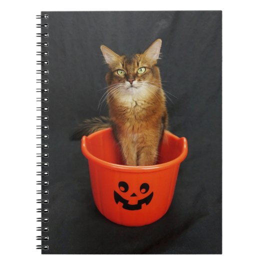 Trick or Treat Somali Cat Notizblock (Vorderseite)