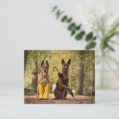 Trickhunde I Postkarte (Stehend Vorderseite)