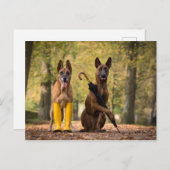 Trickhunde I Postkarte (Vorne/Hinten)