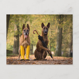 Trickhunde I Postkarte