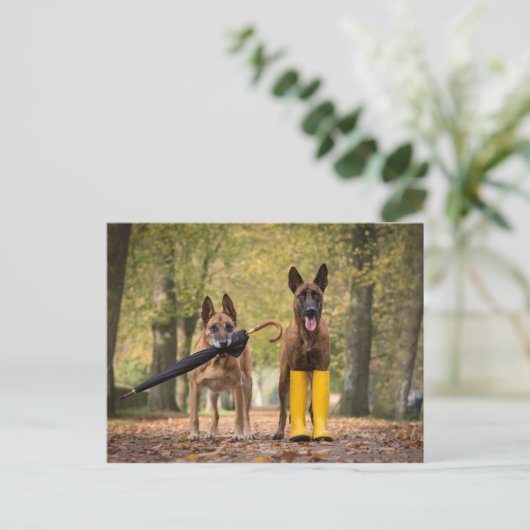 Trickhunde II Postkarte (Stehend Vorderseite)