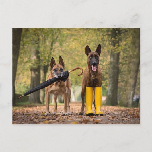 Trickhunde II Postkarte (Vorderseite)