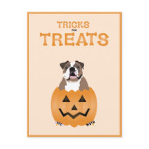 Tricks für Leckereien English Bulldog Orange