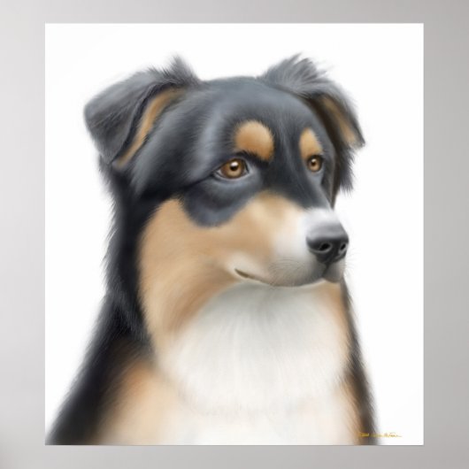 Tricolor Australian Shepherd Poster (Vorne)