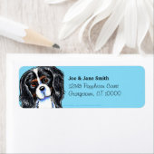 Tricolor Cavalier CKCS Karibik (Insitu)