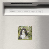 Tricolor Cavalier King Charles Spaniel auf Gras Magnet (In Situ (Geschirrspüler))