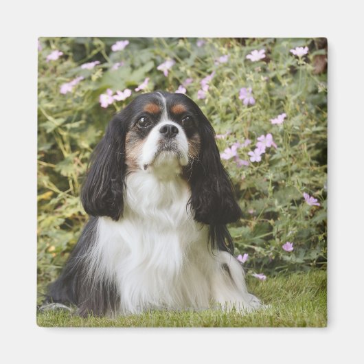 Tricolor Cavalier King Charles Spaniel auf Gras Magnet (Vorne)