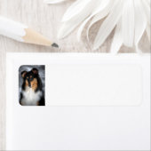 Tricolor Collie (Insitu)