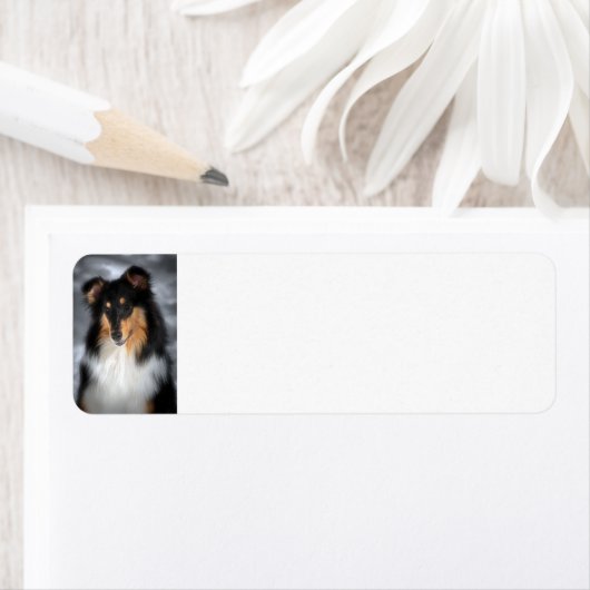 Tricolor Collie (Insitu)