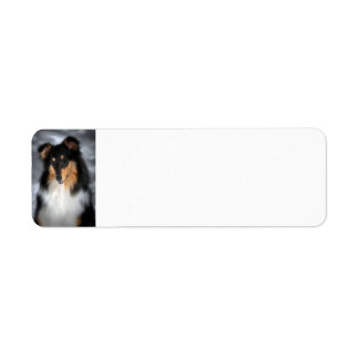 Tricolor Collie