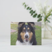 Tricolor grobe Collie Postkarte (Stehend Vorderseite)