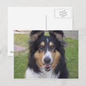 Tricolor grobe Collie Postkarte (Vorne/Hinten)