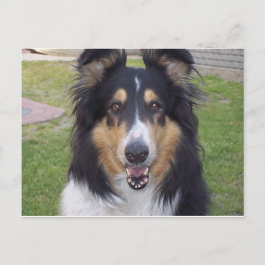 Tricolor grobe Collie Postkarte (Vorderseite)