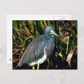 Tricolor Heron Postkarte (Vorne/Hinten)