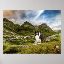 Tricolor Scotch Collie mit Lamm-Herdenschaf -
