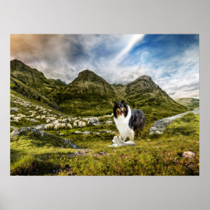Tricolor Scotch Collie mit Lamm-Herdenschaf - Poster