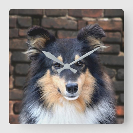 Tricolor Sheltie face Quadratische Wanduhr (Vorderseite)
