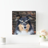 Tricolor Sheltie face Quadratische Wanduhr (Zuhause)